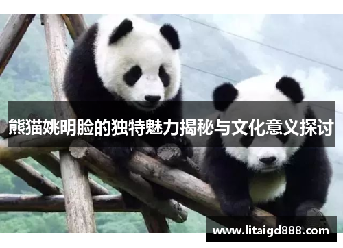 熊猫姚明脸的独特魅力揭秘与文化意义探讨